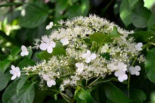Climbing Hydrangea Petiolaris White Flowers Heart Shaped Leaves 3 x 2 Litre Pot