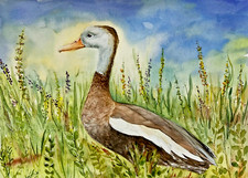 Bird Whistling Duck