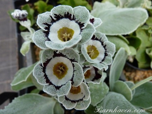 Primula auricula grey lag - auricula,