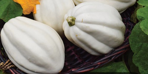 White acorn mashed potato - white,