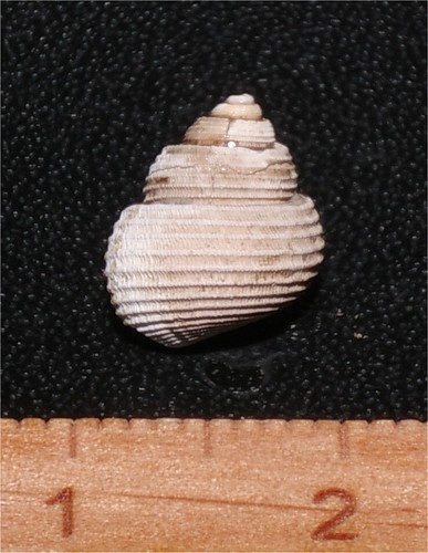 Very rare eocene gastropod - very,