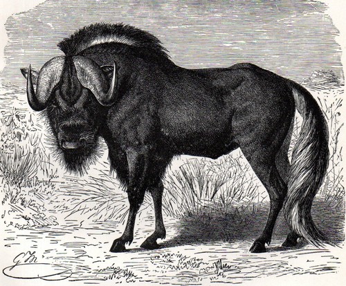 White tailed wildebeest - wildebeest, 1894