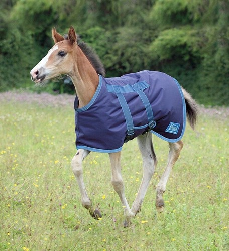 Shires tempest original foal - shires,