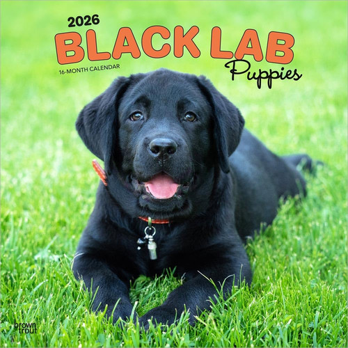 Black labrador retriever - black,