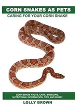 Corn snakes pets - snakes, pets: