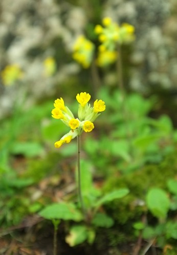 Photo 6x4 cowslips - photo, bishop's
