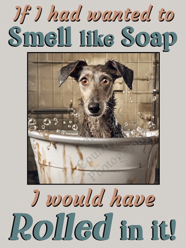Lurcher greyhound whippet - greyhound, pet
