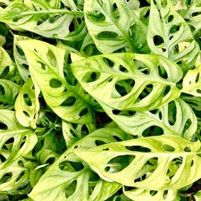 20-30cm Potted Monstera obliqua Monkey Leaf Indoor Air Purifying Houseplant