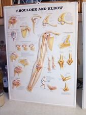 Vintage Anatomical Shoulder And Elbow ” Medical Chart 3D Poster Rare