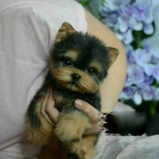 Toy Dog Realistic Yorkie Dog