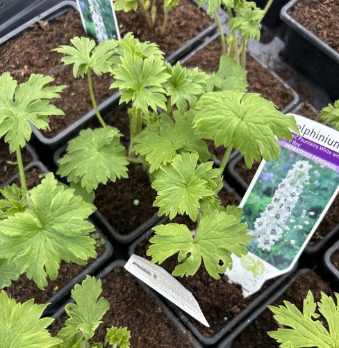 Delphinium magic fountain - delphinium,
