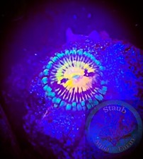 SAF~ Buttmuncher Zoanthid