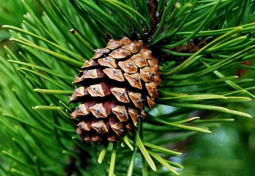 Scots pine tree pinus - scots,