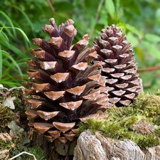 500g Pine Cones (50-70mm)  Fir