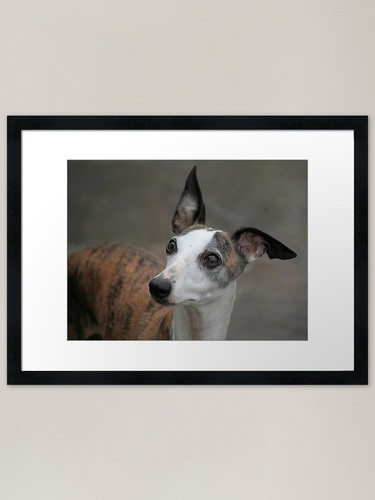 Whippet dog framed - whippet,