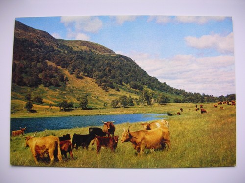 Newtonmore highland cattle - –,