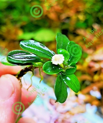 Bucephalandra species live - bucephalandra,