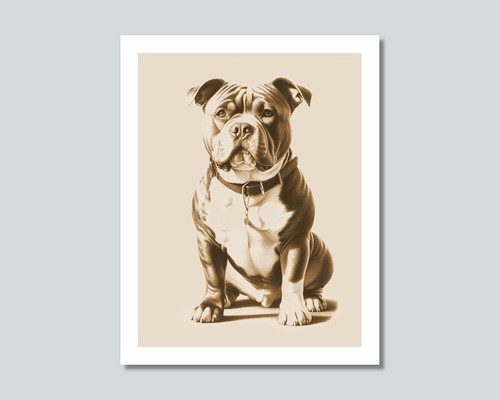 American bully dog photo - american,