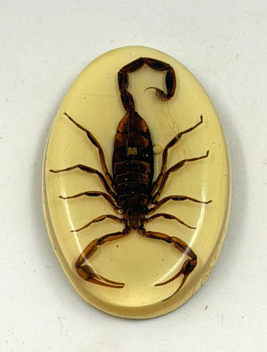 Real preserved scorpion - real,