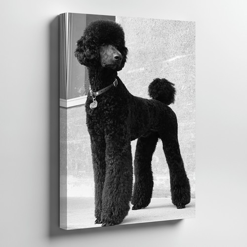 Elegant black standard - elegant, poodle