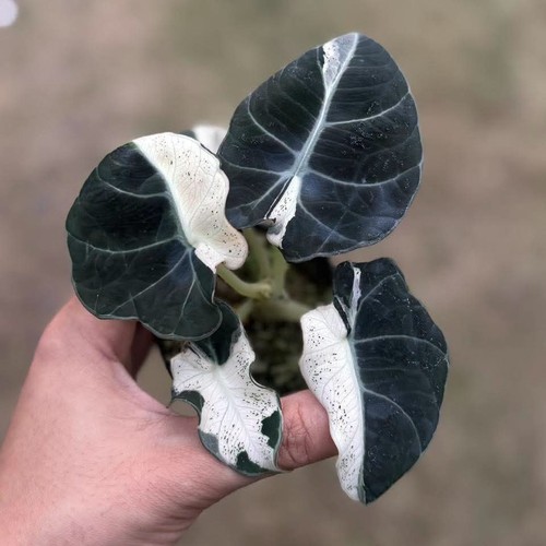 Alocasia black velvet