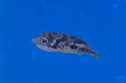 Pea puffer rare freshwater - pea,