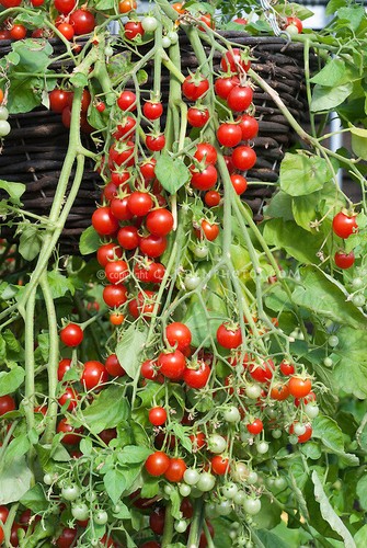 Cherry tomato cascade seeds - cascade,