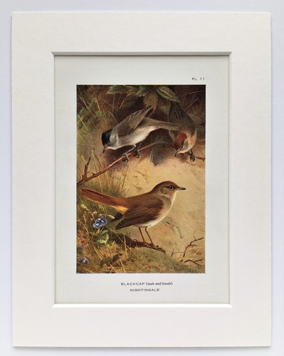 Archibald thorburn blackcap - archibald,