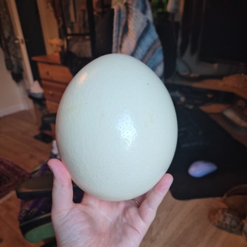 Large ostrich egg - large,