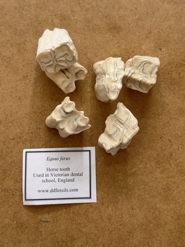 Old fossils horse - , teeth