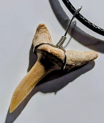 Genuine fossilized shark - genuine,