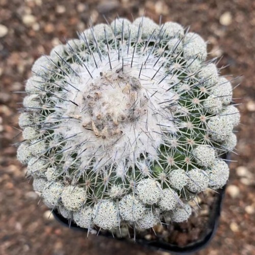 Epithelantha unguispina cactus - epithelantha,