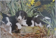 Cute Collie Pups Blank