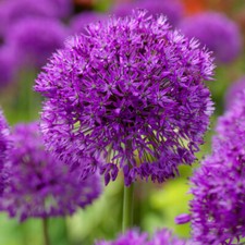 Allium aflatunense Purple