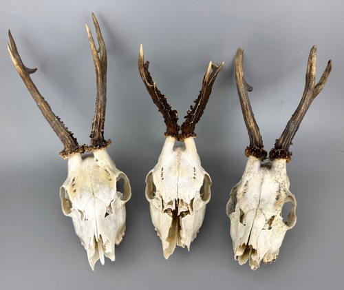 Vintage european roe deer - vintage,