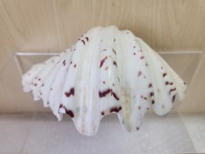 Large Tridacna Sea Clam Shell 8"