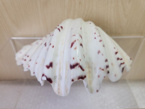Large tridacna sea clam shell - sea,