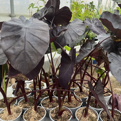Colocasia redemption - colocasia,