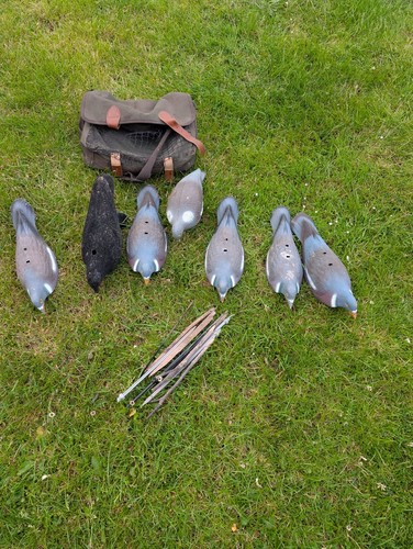 Decoy pigeon selection - pigeon, +