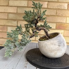 Pre Bonsai Juniper Tree (blue