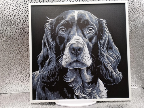 American cocker spaniel - spaniel, –