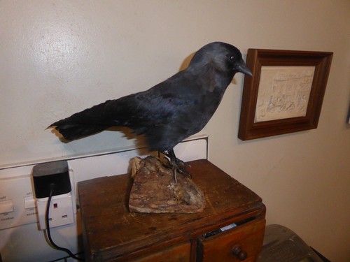 Taxidermy corvid crow - taxidermy, this