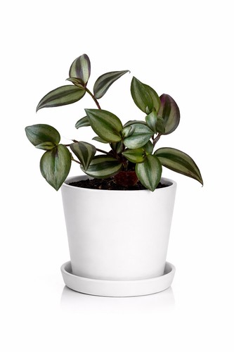 Tradescantia zebrina - tradescantia,