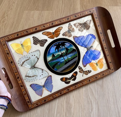 Vintage butterfly taxidermy - vintage,