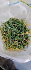 3x 120g Fresh Scots Pine
