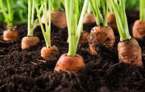 Vegetable mix topsoil bulk - vegetable,