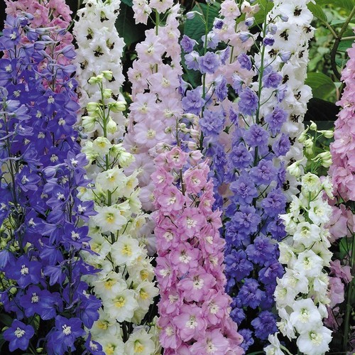 Larkspur giant imperial - giant,