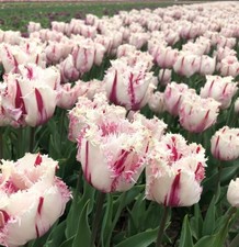 5x Tulip Coldplay Bulbs