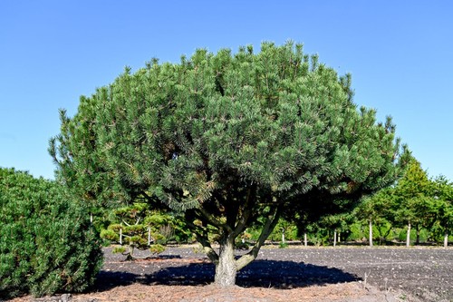 Pinus mugo mughus dwarf - pinus, 'mughus'