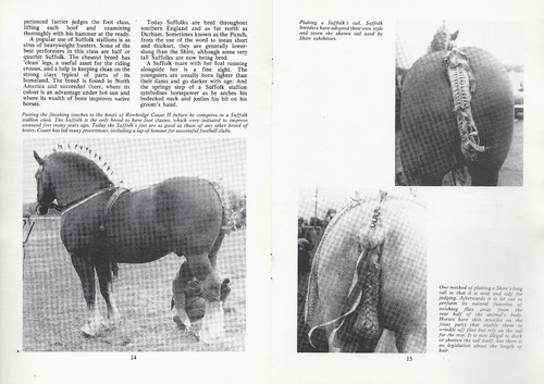 The heavy horse edward - heavy,